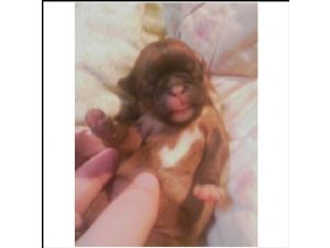 rare brussels griffon