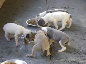 Mastiff Puppies In California