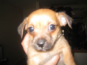 apple head chihuahua yorkie mix