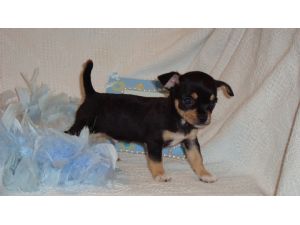 black and tan chihuahua puppies for sale
