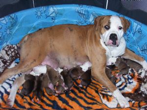 American Bulldog Puppies In Texas