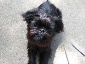 Brussels Griffon 837.25 miles