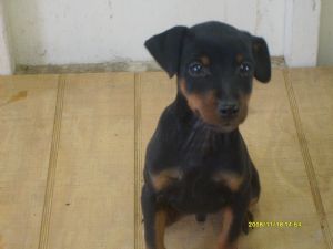 miniature pinscher puppies for sale craigslist