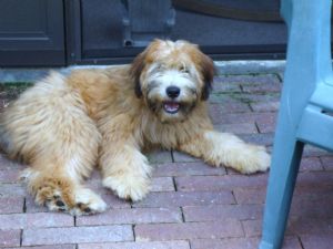 soft coated wheaten for sale