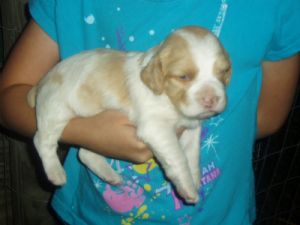 brittany spaniel georgia