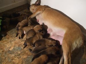 belgian malinois newborn puppies