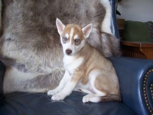 Siberian Husky Puppies In Washington Siberian Husky Puppies In Washington