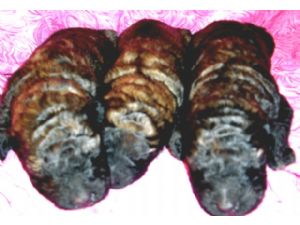 brindle poodle puppies for sale