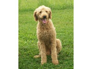giant poodle puppies for sale