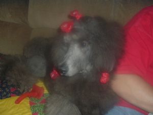 akc poodle