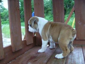 English Bulldog Puppies In Hawaii