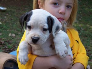 American Bulldog Puppies In Kentucky
