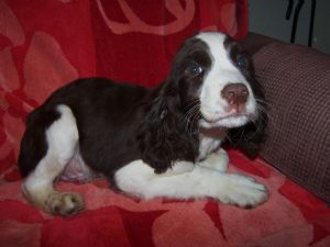 English Springer Spaniel puppies for sale