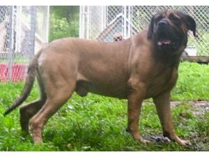 redbone coonhound mastiff mix