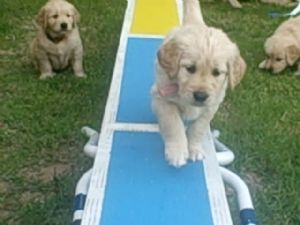 Golden Retriever Puppies In California
