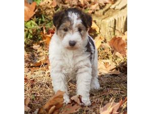 craigslist wire fox terrier
