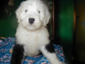 old english sheepdog puppies for sale craigslist