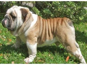 English Bulldog Puppies In Nevada English Bulldog Puppies In Nevada