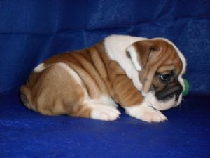 English Bulldog Puppies In New York