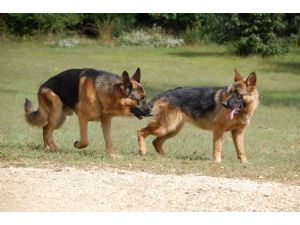 sherman shepherd puppies for sale