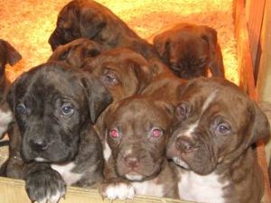 american bulldog mastiff puppies for sale