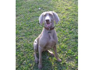 akc weimaraner puppies for sale