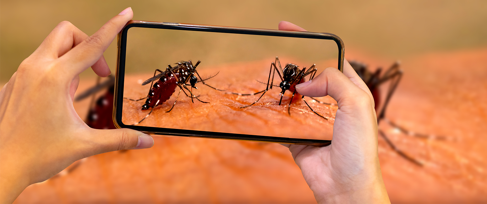 BBC News: Insects and Mobile Phones - Soundskrit