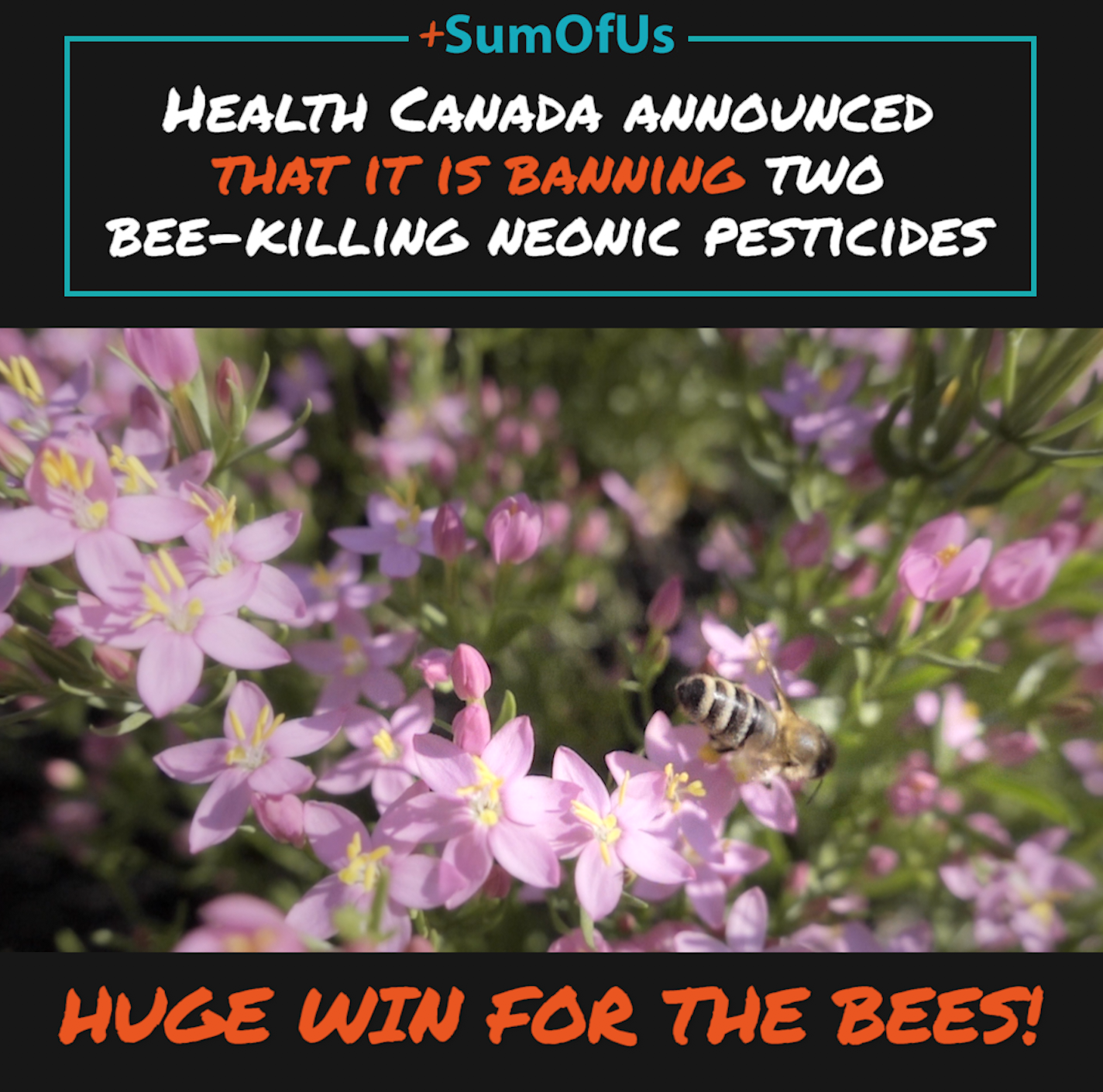 Canada bans bee-killing neonics