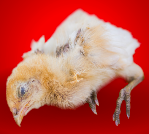 image of dead baby chicken on a red background