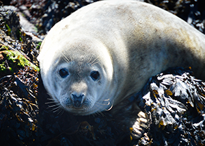 scottish grey seal