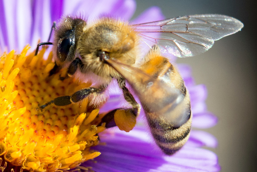 Bee on purple flower 