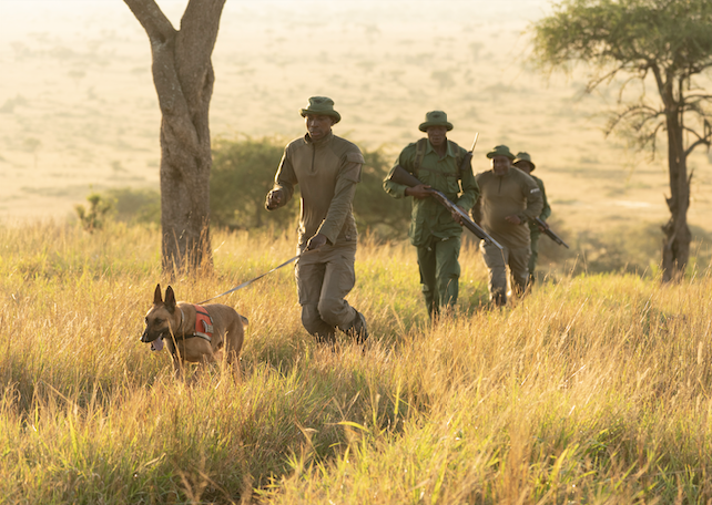 dog running with rangers