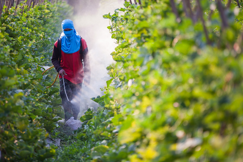 A person walking towards you spraying pesticdes onto crops