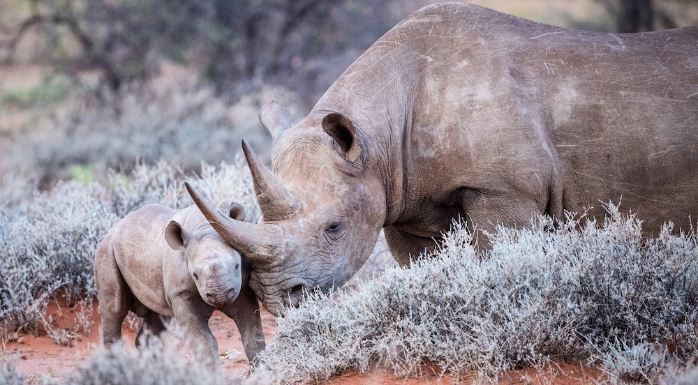 Black rhino mother and calf in Namibia