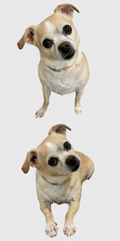 Photo of Daisy