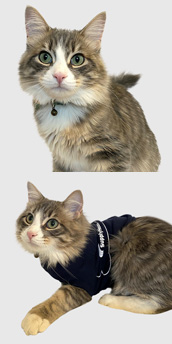 Photo of Goose