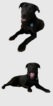 Photo of Mamba