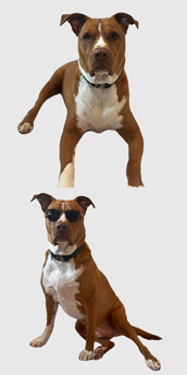 Photo of Tucker