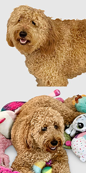 Photo of Gus