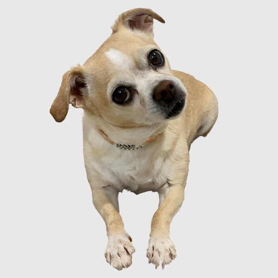 Photo of Daisy