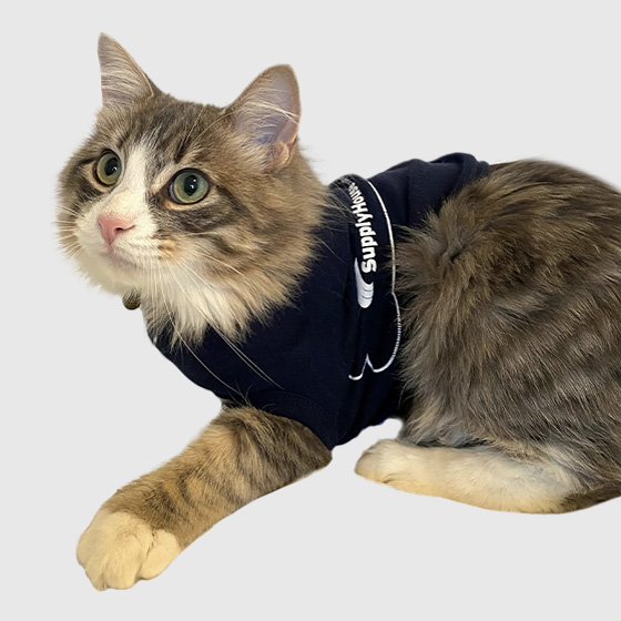 Photo of Goose