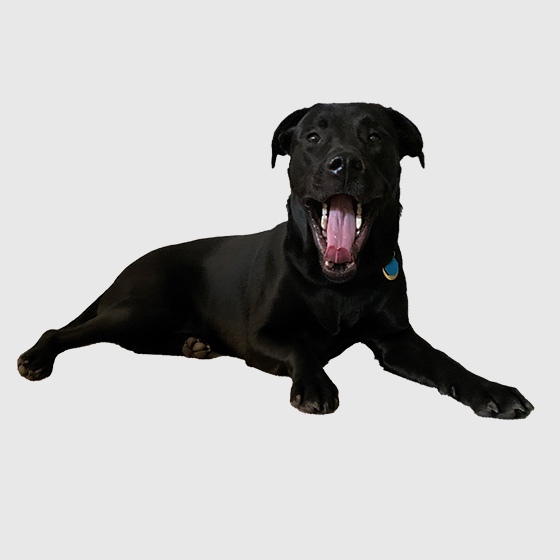 Photo of Mamba