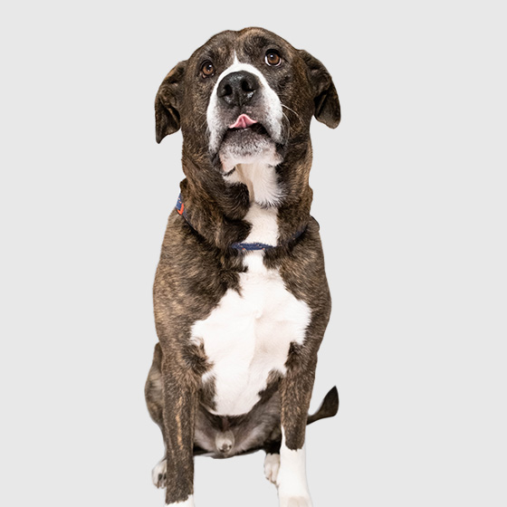 Photo of Moose