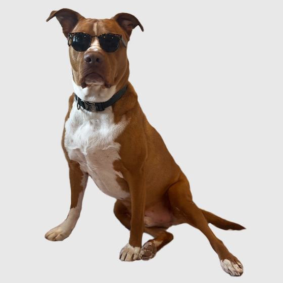 Photo of Tucker