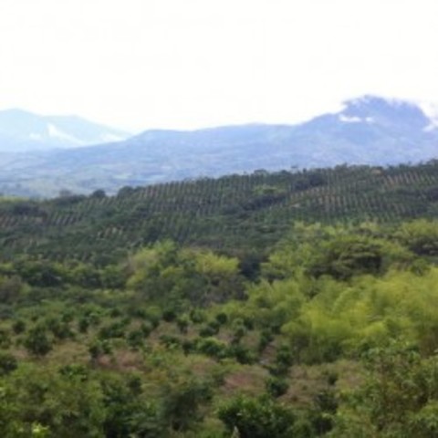 Comercialización y Distribución de Cítricos