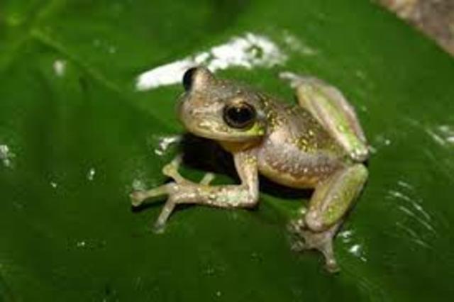Family Herpetology Club