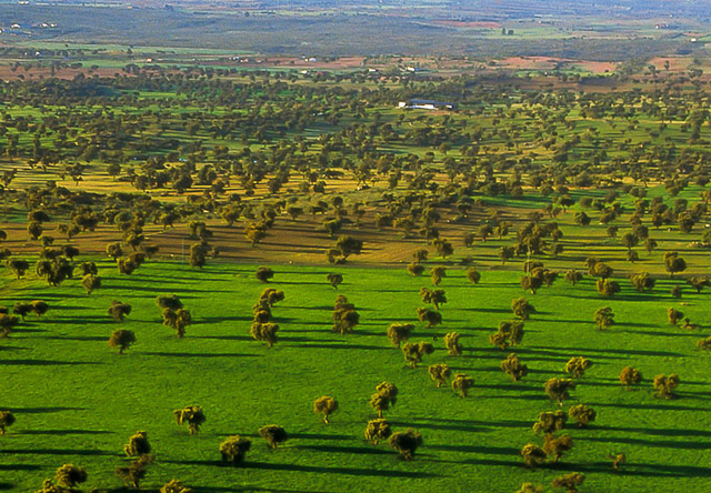 Anton de Olalla y la Dehesa