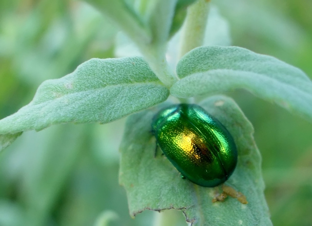 El escarabajo verde