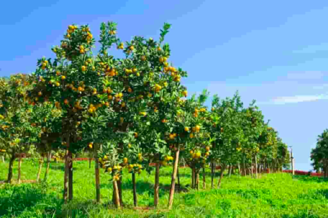 First time meeting Haitians