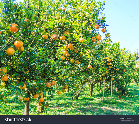 Farmer's brothers and Dad work on citrus farm